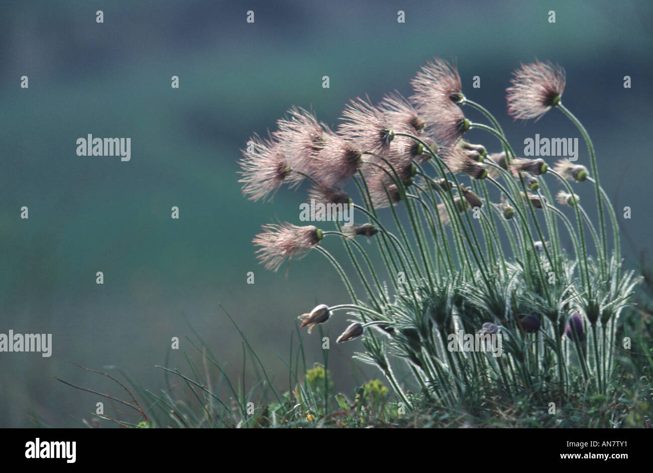 Anémone pulsatille (Pulsatilla vulgaris), la fructification, Allemagne Banque D'Images