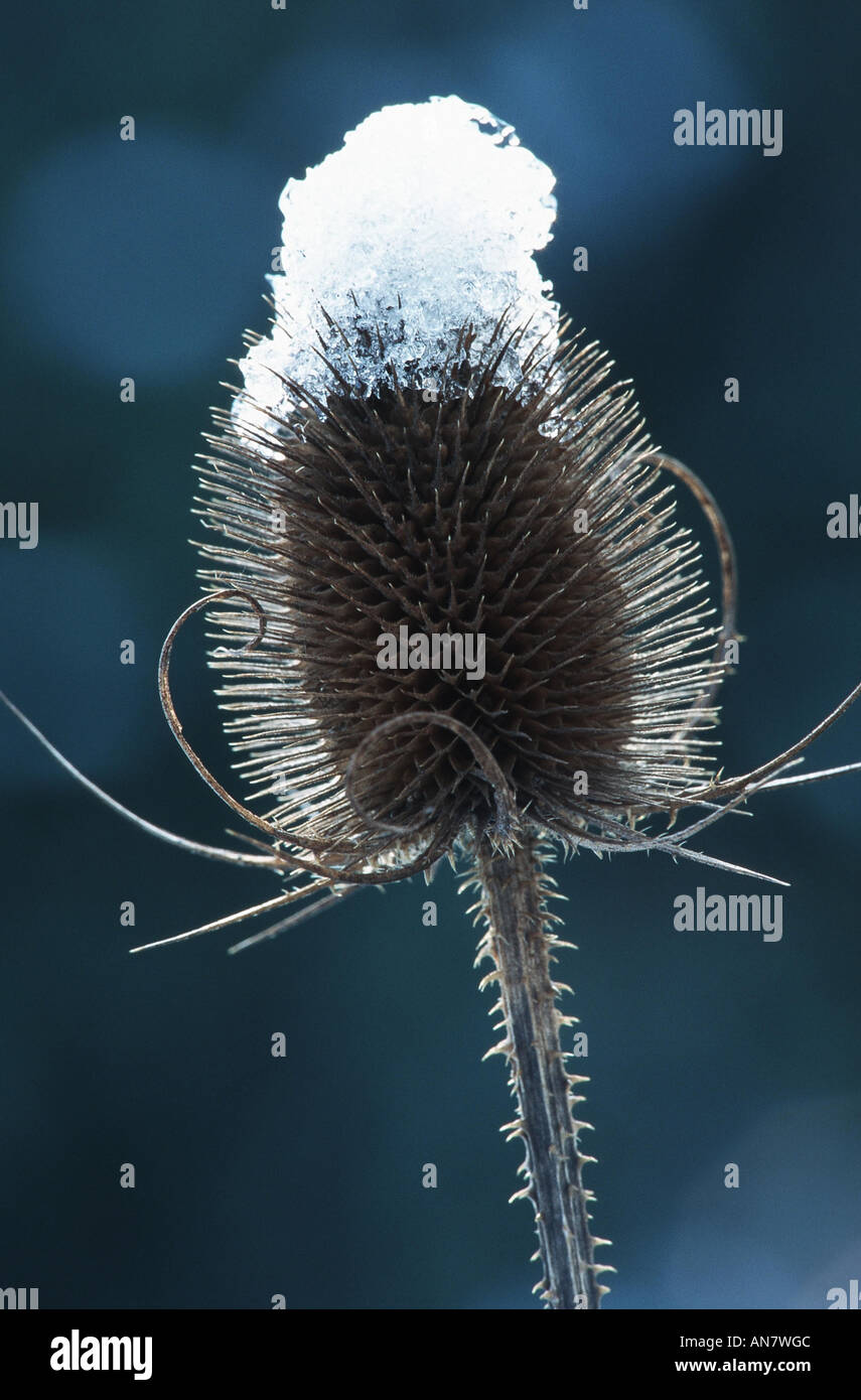 Cardère sauvage, Fuller's cardère (Dipsacus fullonum, Dipsacus sylvestris), ripe infrutescence avec neige, Allemagne Banque D'Images