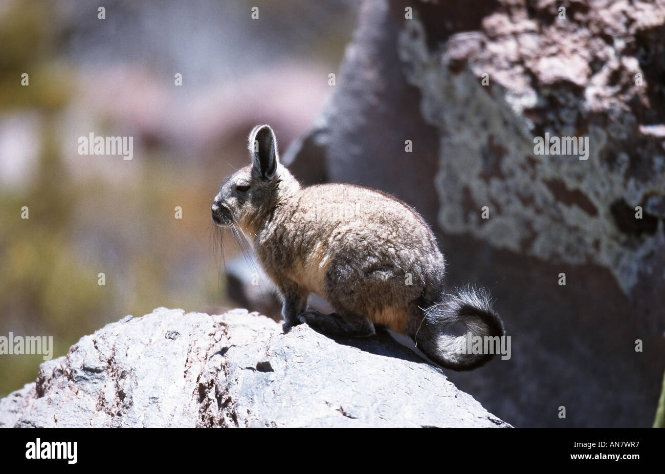 Chinchillon, vizcacha serrana (Lagidium viscacia), Chili Banque D'Images