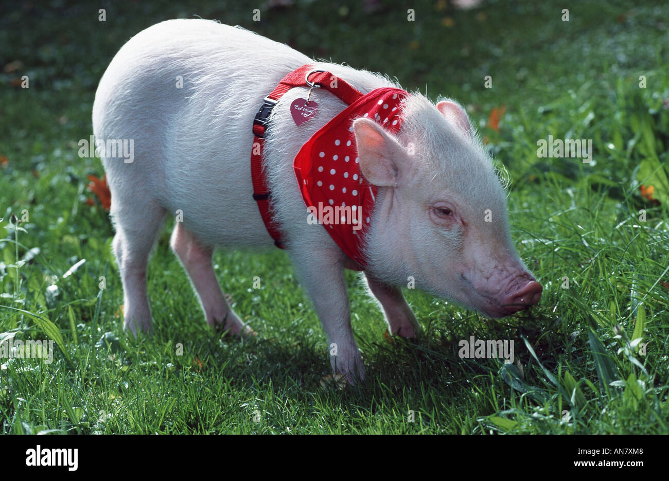 Porc domestique (Sus scrofa domestica), f. cochon nain Banque D'Images