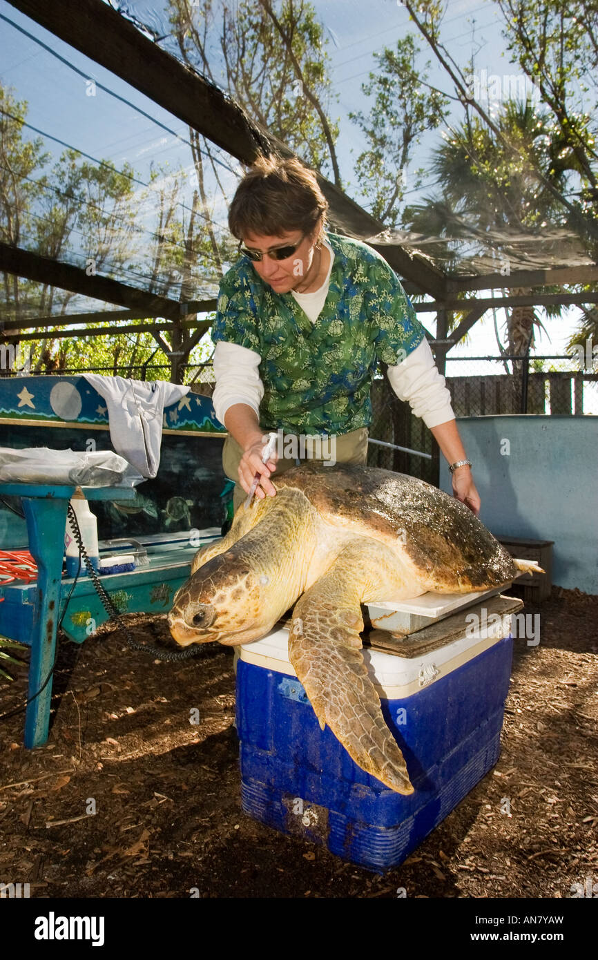 D'un poids d'une tortue Banque D'Images