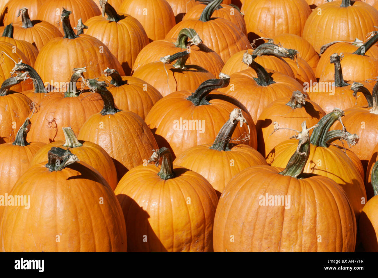 La récolte de citrouille à l'automne Banque D'Images