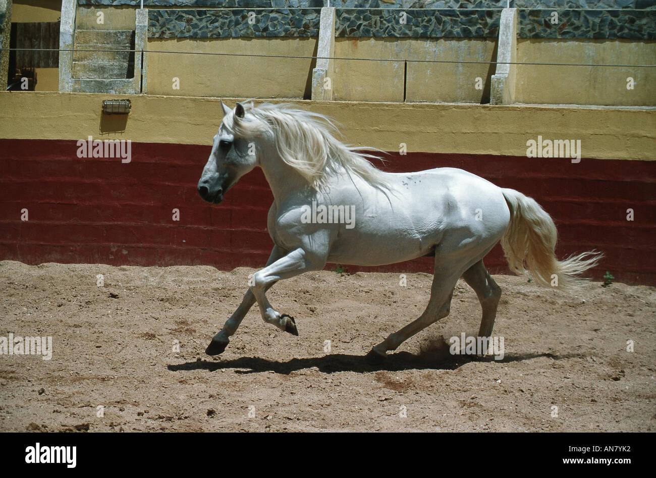 Cheval lusitanien (Equus przewalskii f. caballus), tournant, Portugal Banque D'Images