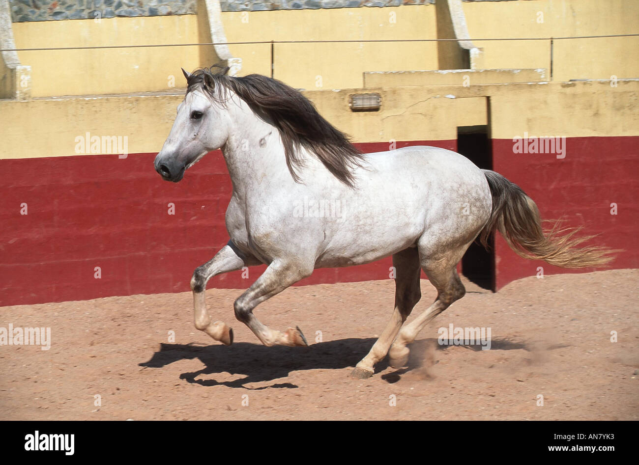 Cheval lusitanien (Equus przewalskii f. caballus), tournant, Portugal Banque D'Images