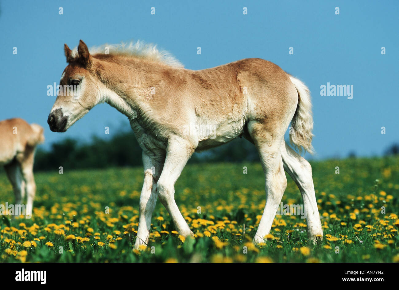 Cheval Haflinger (Equus przewalskii f. caballus), poulain sur le pissenlit prairie, Allemagne Banque D'Images