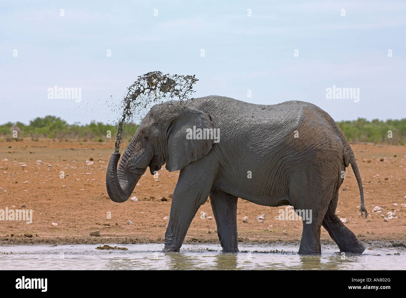 L'éléphant d'Afrique Loxodonta africana de bull à trou d'eau du Parc National d'Etosha, Namibie Novembre Banque D'Images