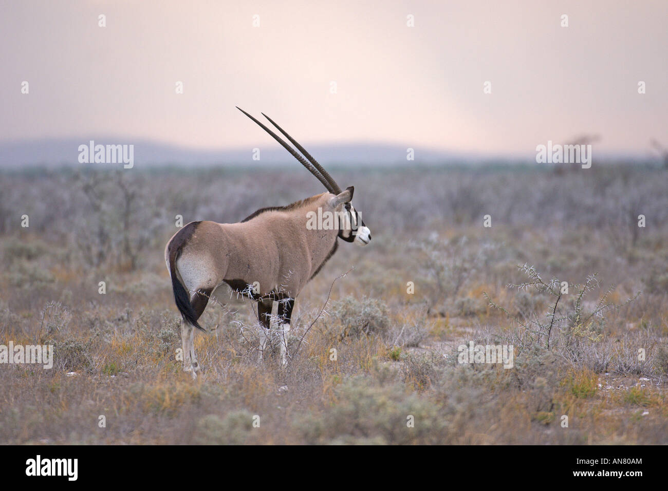 Le sud de l'oryx Oryx gazella oryx ou dans le parc national d'Etosha Namibie Novembre Banque D'Images