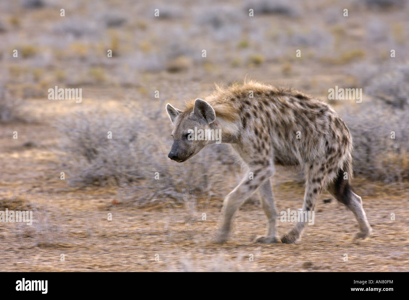 L'hyène tachetée Crocuta crocuta sur le vagabondage dans le parc national d'Etosha Namibie Novembre Banque D'Images