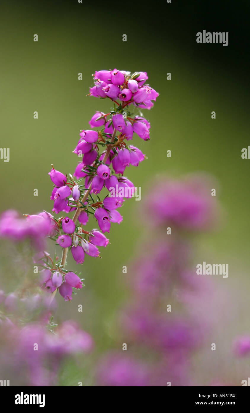 Bruyère cendrée (Erica cinerea) faible niveau shot Banque D'Images