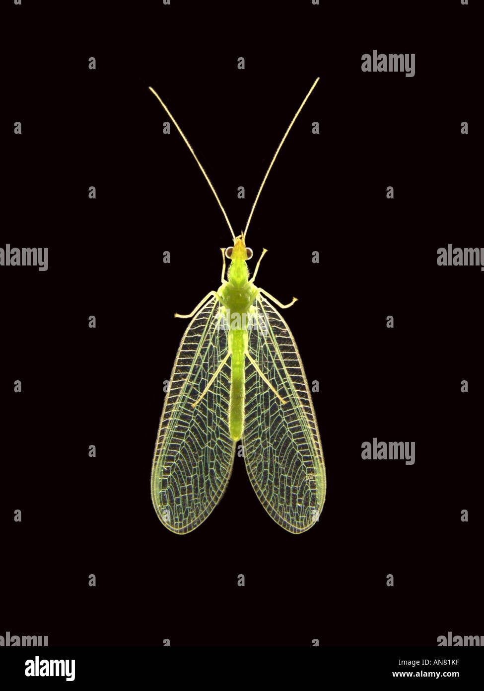 La chrysope verte (Chrysoperla carnea, Anisochrysa, Chrysopa carnea carnea), dans shining-à travers la lumière Banque D'Images
