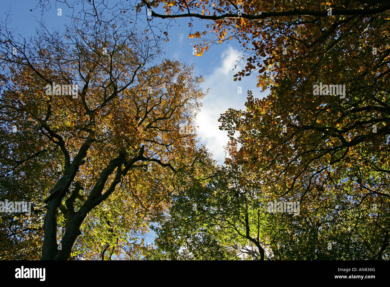 Forêt de hêtres, Ashridge, Hertfordshire, Royaume-Uni Banque D'Images