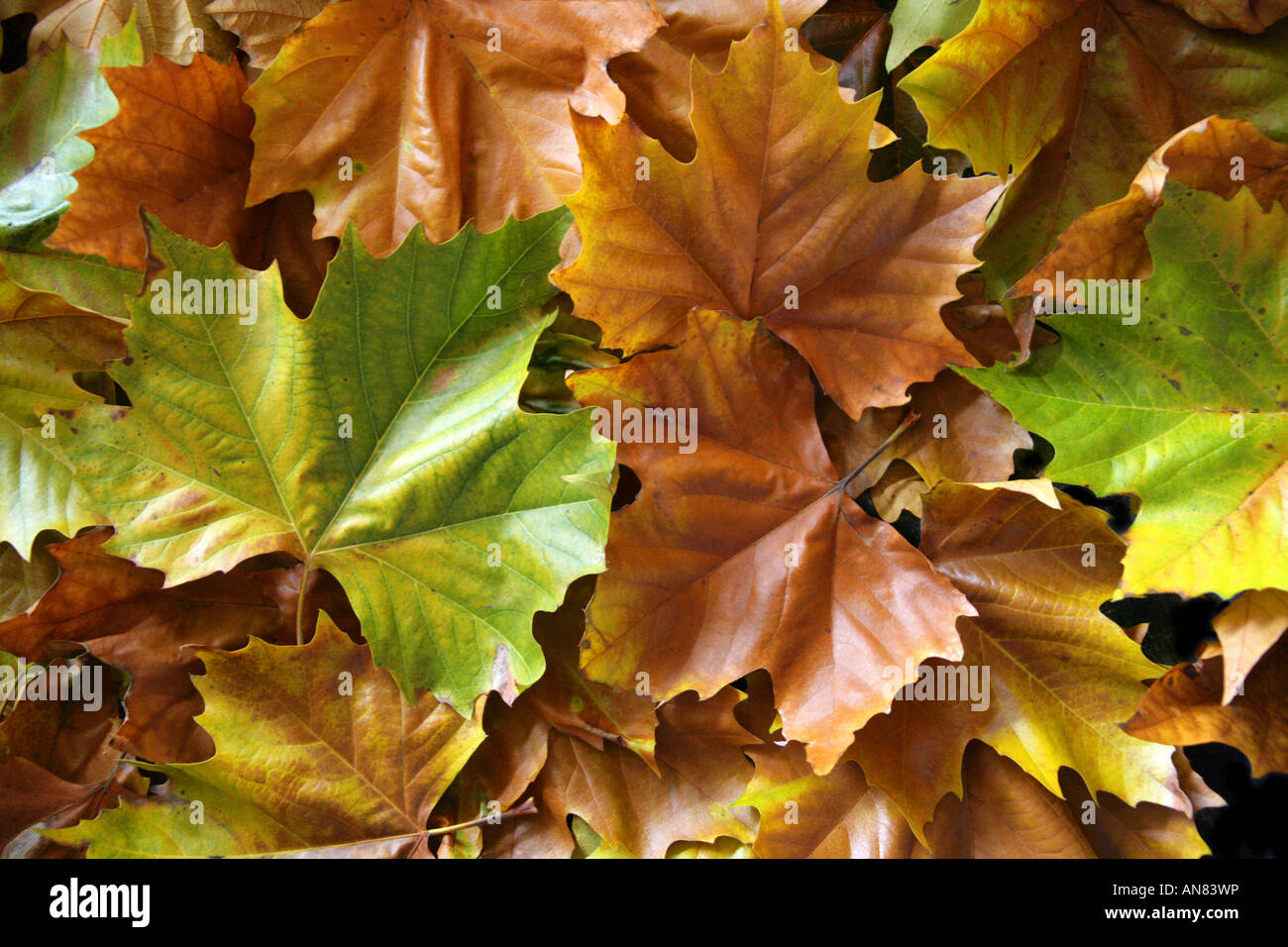 Avion à destination de Londres de feuilles d'arbres platanus hybrida Banque D'Images
