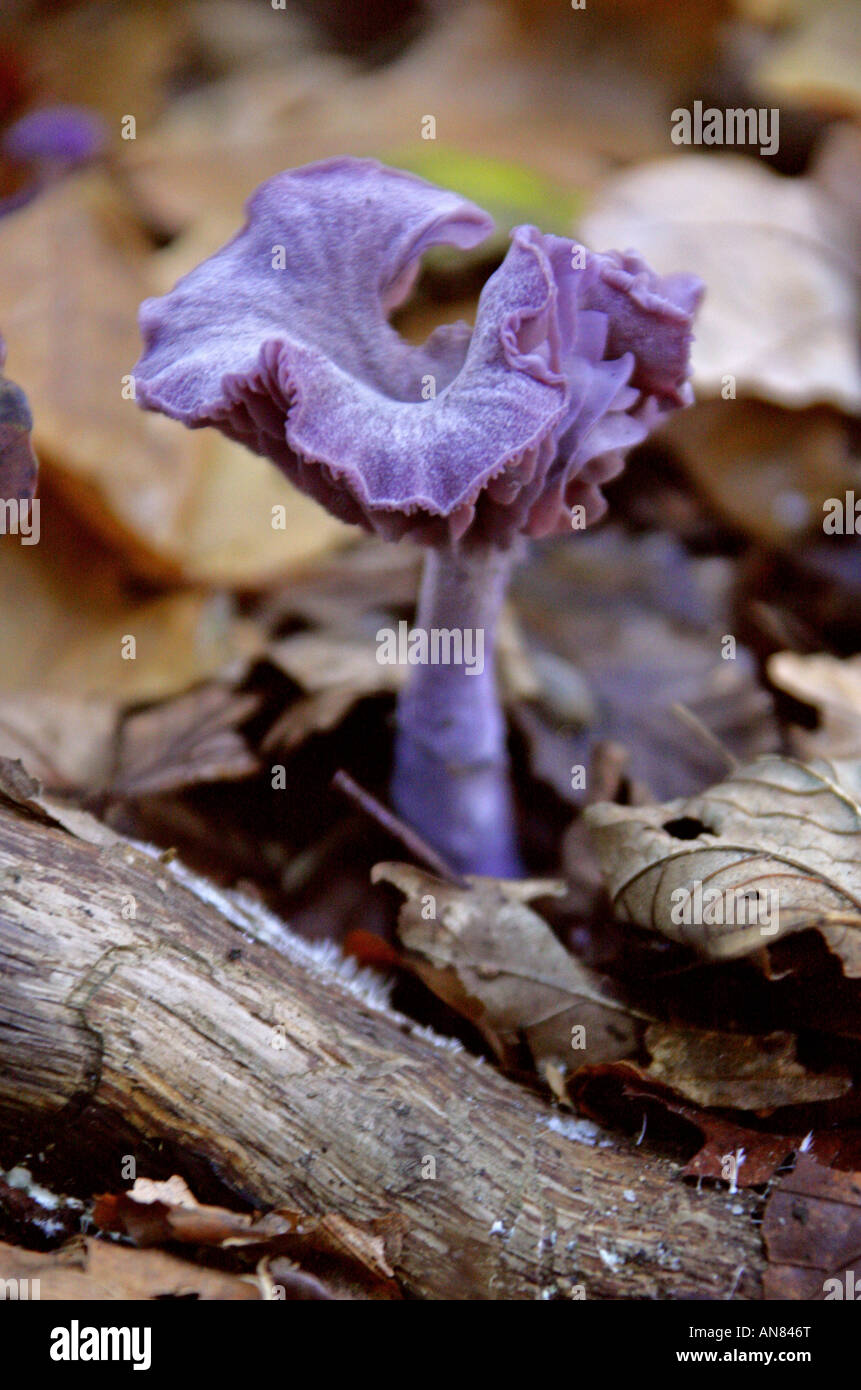 Le fourbe améthyste Laccaria amethystina, champignon, Hydnangiaceae. Banque D'Images