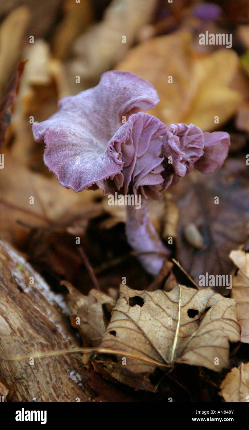 Le fourbe améthyste Laccaria amethystina, champignon, Hydnangiaceae. Banque D'Images