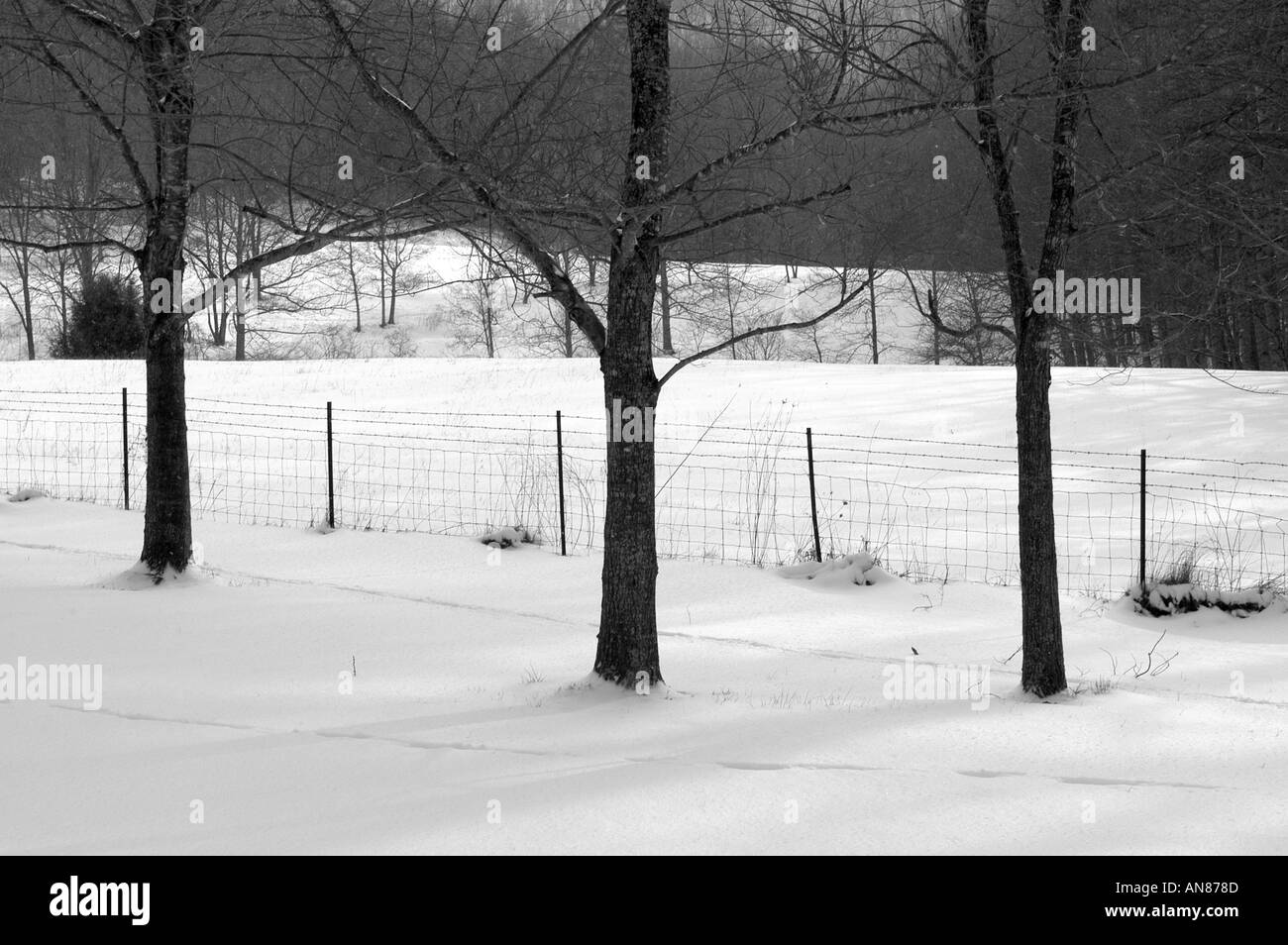 Une rangée d'arbres interrompt la couverture de neige blanche dans la campagne de Caroline du Nord Asheville rural Banque D'Images