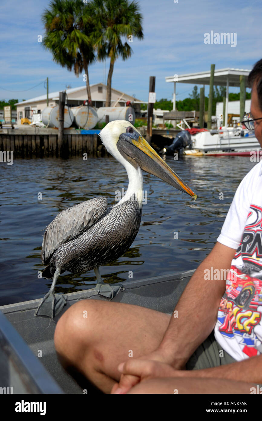 Un pélican prend un tour gratuit sur un airboat dans Evergaldes City en Floride USA Banque D'Images