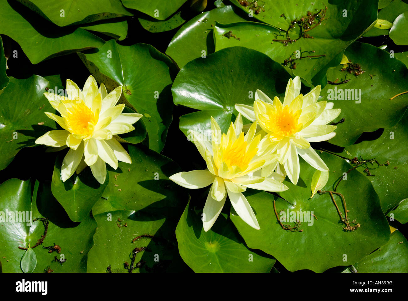 Des fleurs de lotus dans un étang Banque D'Images