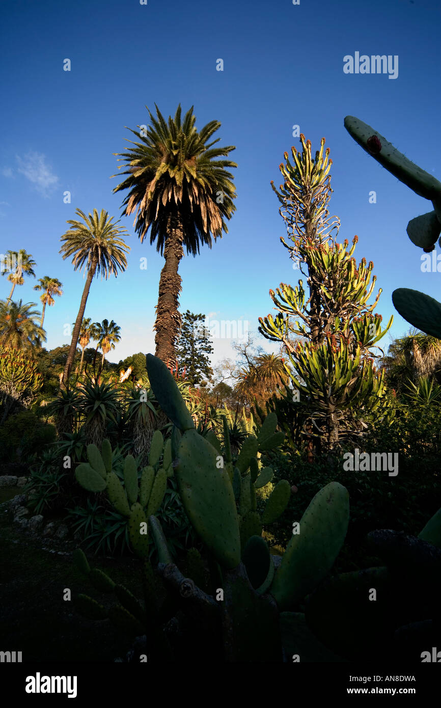 Lisbonne Portugal palmiers et de nombreuses variétés de cactus dans le Jardim Botanico Botanical Garden Banque D'Images