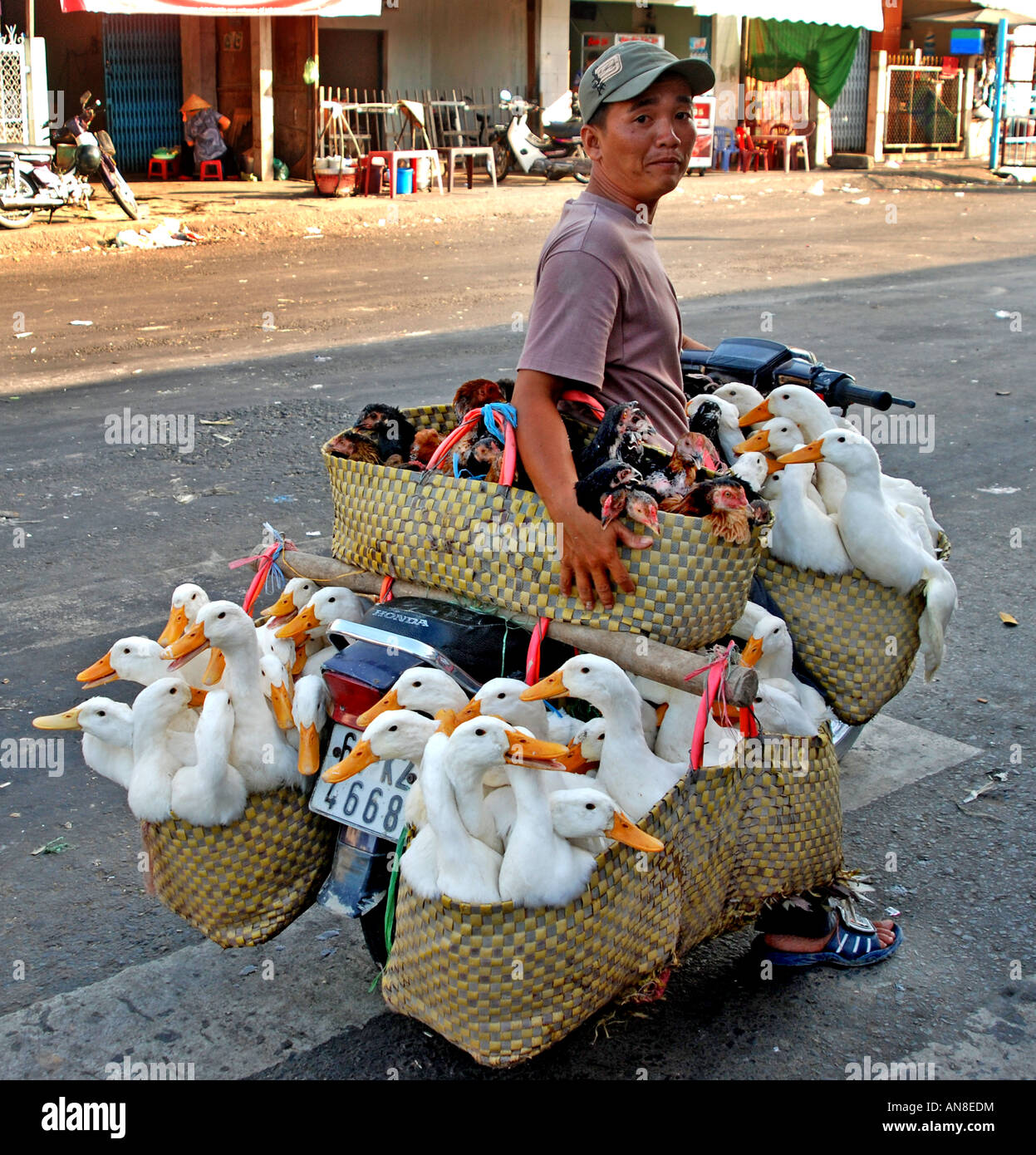 Vietnam Saigon Ho Chi Minh ville d'oie des neiges scooter homme gooseherd le poulet du moteur du chariot de transport moteur cyclomoteur moteur Banque D'Images