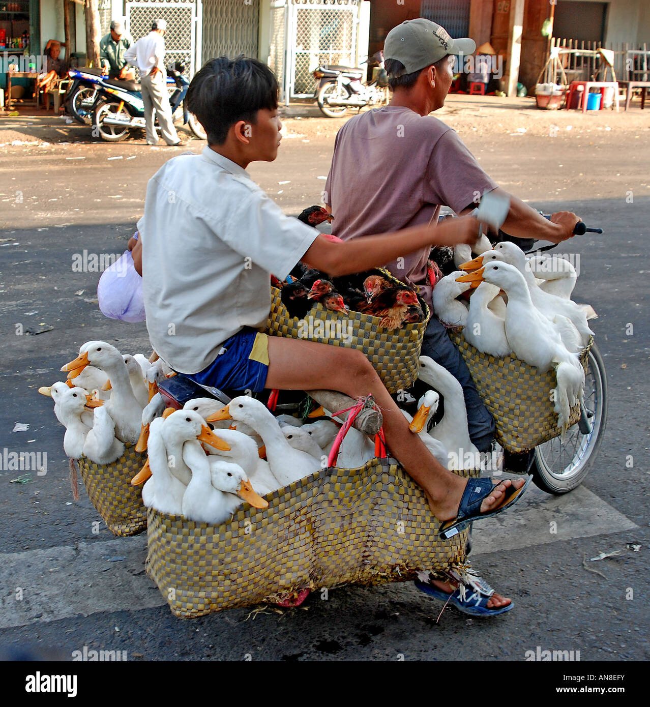 Vietnam Saigon Ho Chi Minh ville gooseherd scooter des neiges poulet homme moteur de chariot de transport transport motorisé mobylette moteur b Banque D'Images