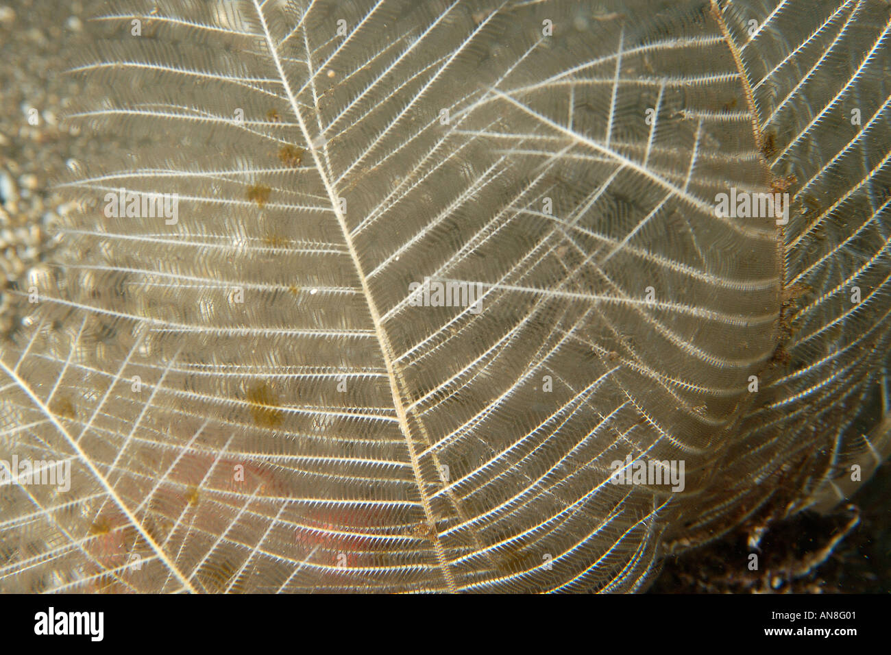 L'Hydrozoaire Aglaophenia cupressina Dumaguete Negros Philippines Banque D'Images