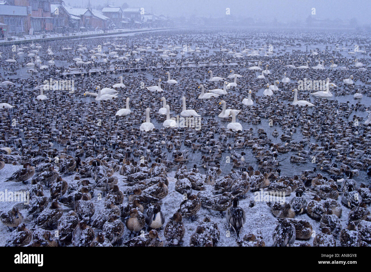 De nombreux oiseaux migrateurs en hiver sur le lac Hyoko en Asie Japon Niigata Banque D'Images