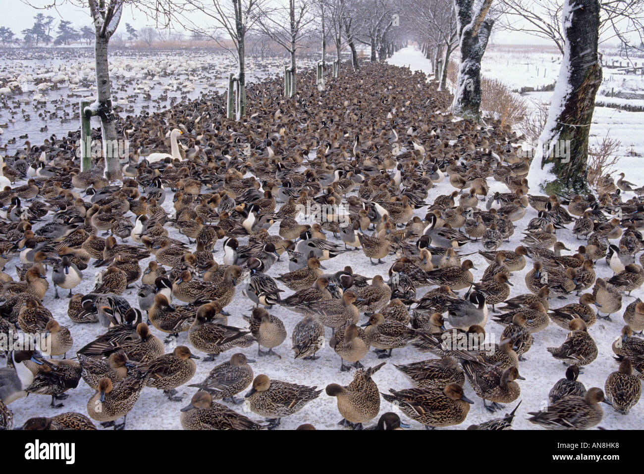 De nombreux oiseaux migrateurs en hiver sur le lac Hyoko en Asie Japon Niigata Banque D'Images