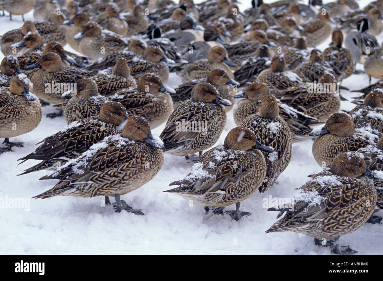 De nombreux oiseaux migrateurs en hiver sur le lac Hyoko en Asie Japon Niigata Banque D'Images