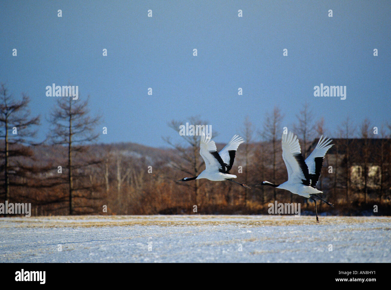 Tancho japonais grues en Hokkaido Japon Asie Banque D'Images