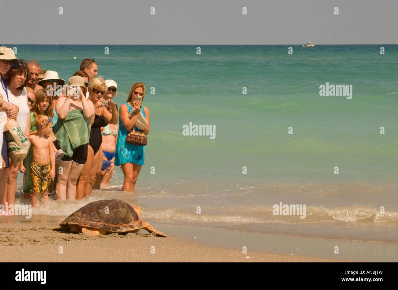 Libération des tortues de mer Banque D'Images