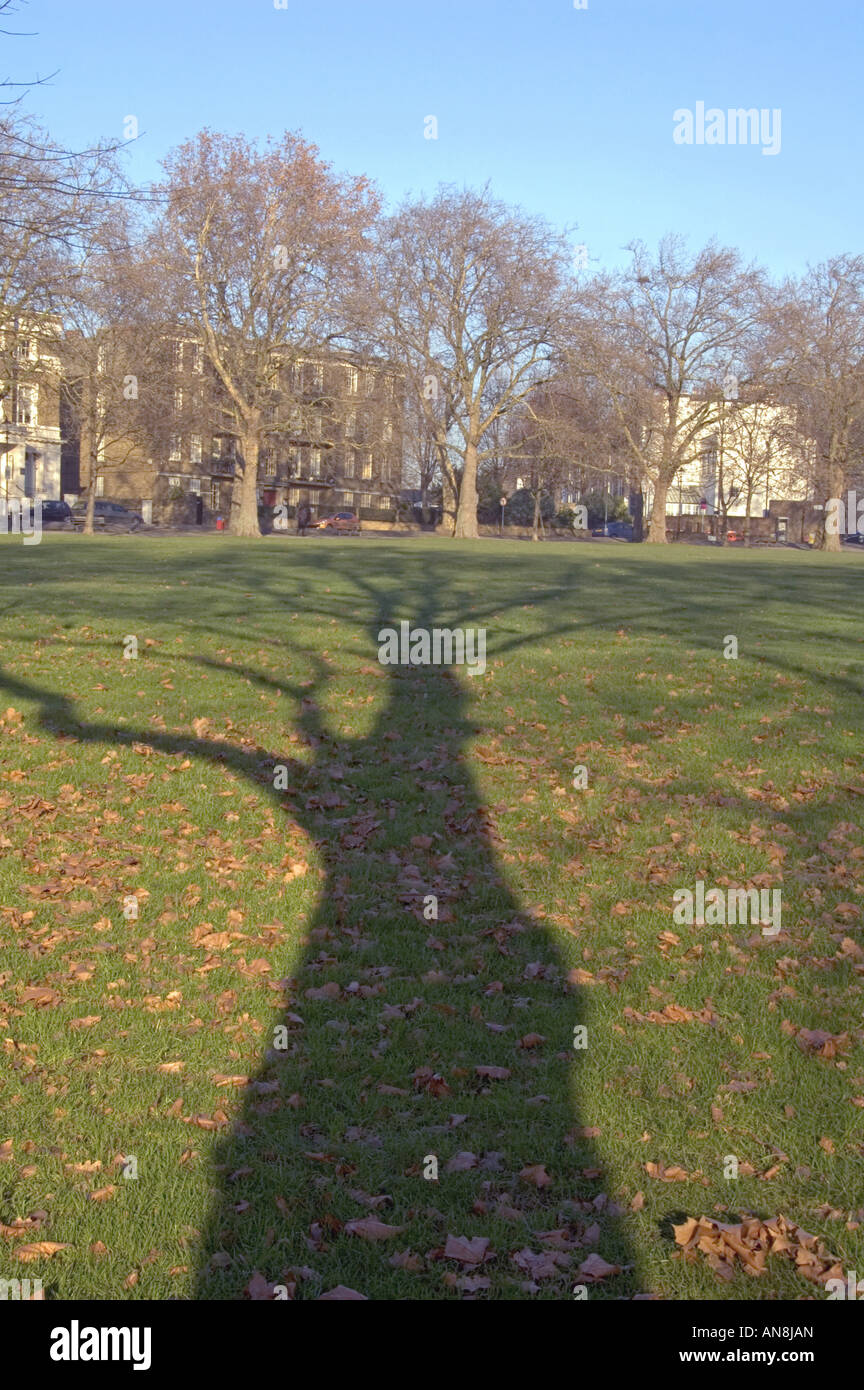 Ombre de Londres platane Platanus x hispanica Champs Highbury London UK Highbury Banque D'Images