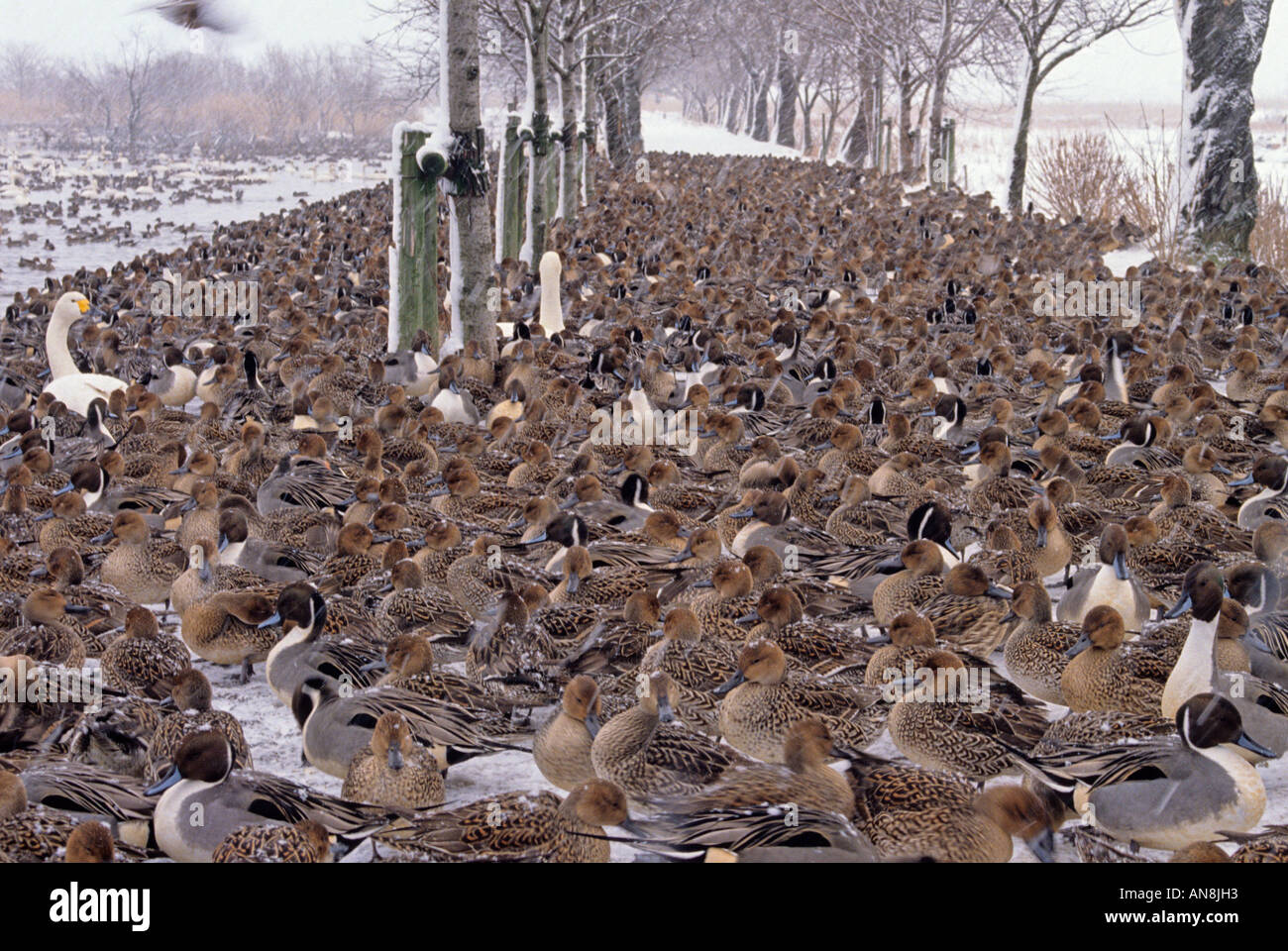 De nombreux oiseaux migrateurs en hiver sur le lac Hyoko en Asie Japon Niigata Banque D'Images