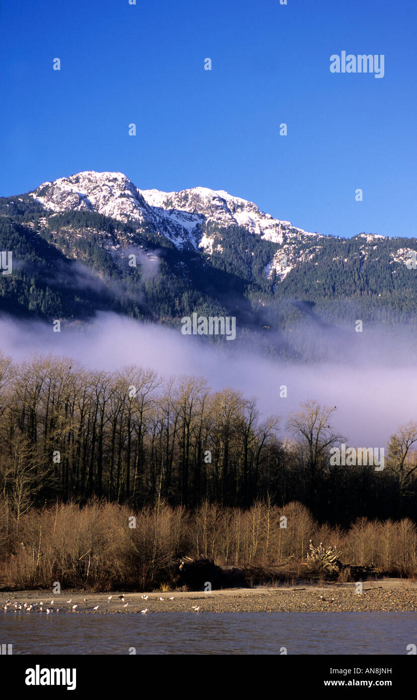 Les montagnes de la côte et près de la rivière Squamish Brackendale British Columbia Banque D'Images