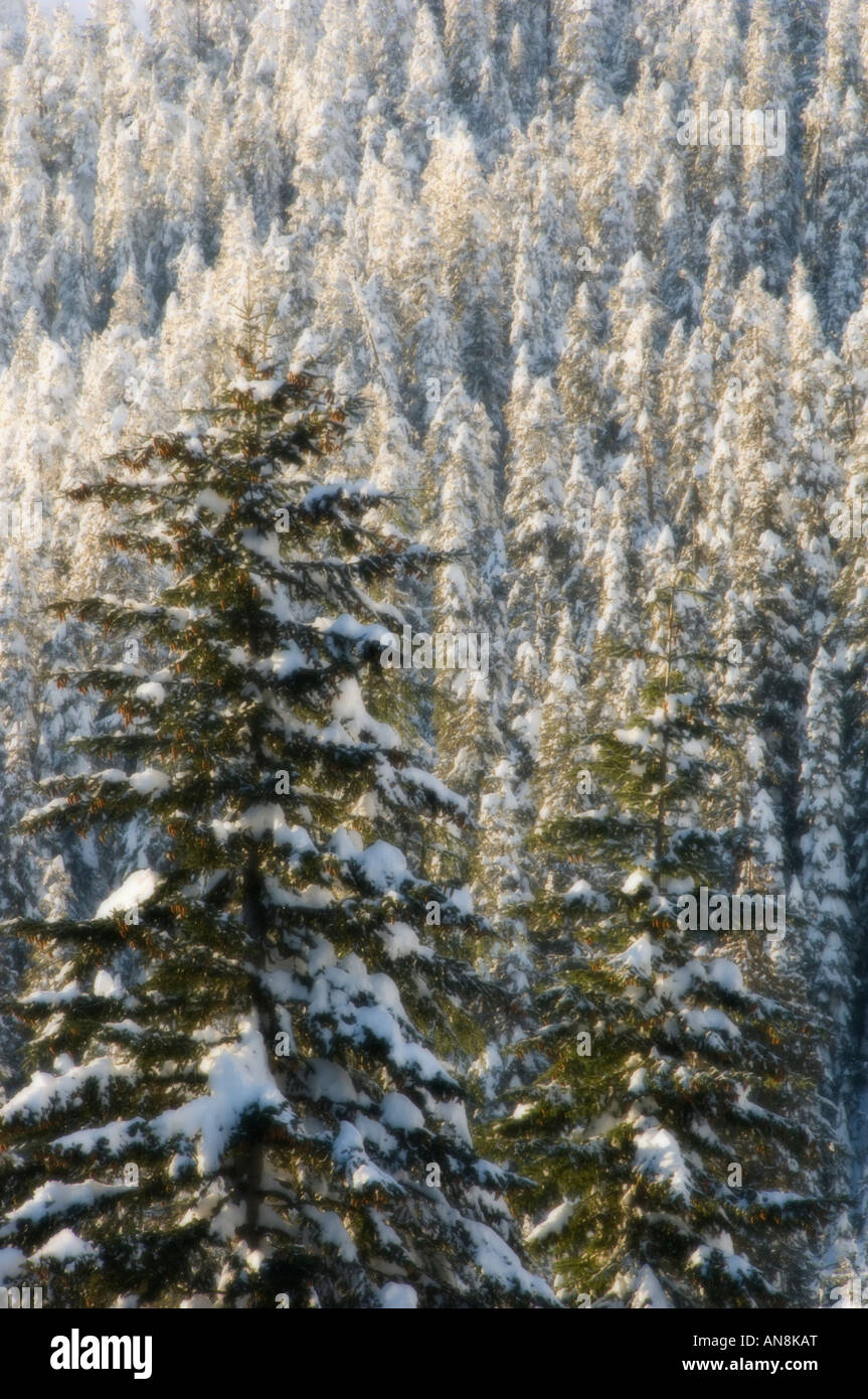 Arbres d'hiver avec de la neige fraîche, Snoqualmie Pass, l'État de Washington, DES CASCADES USA Soft-focus Banque D'Images