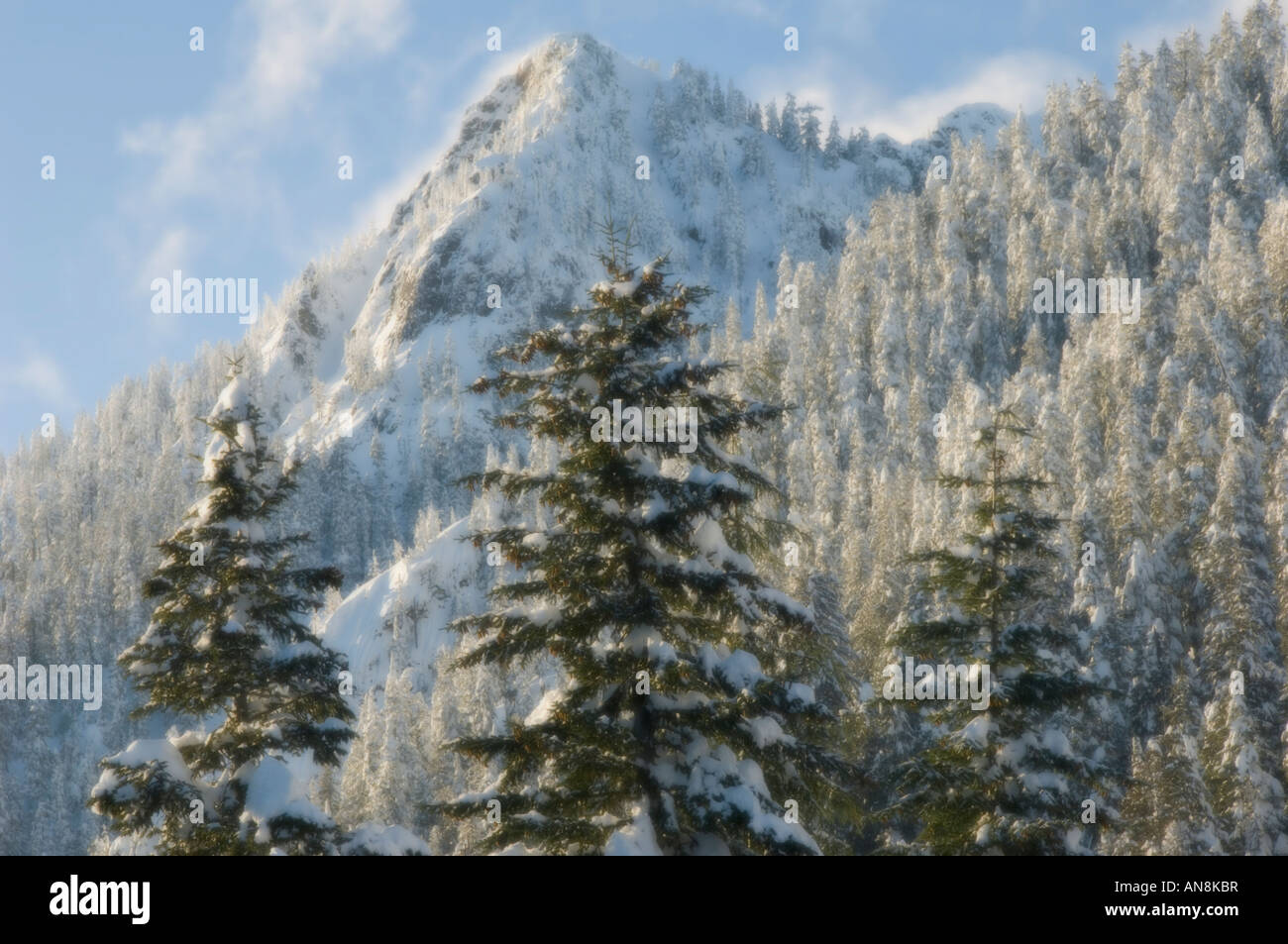 Arbres d'hiver avec de la neige fraîche, Snoqualmie Pass, l'État de Washington, DES CASCADES USA Soft-focus Banque D'Images