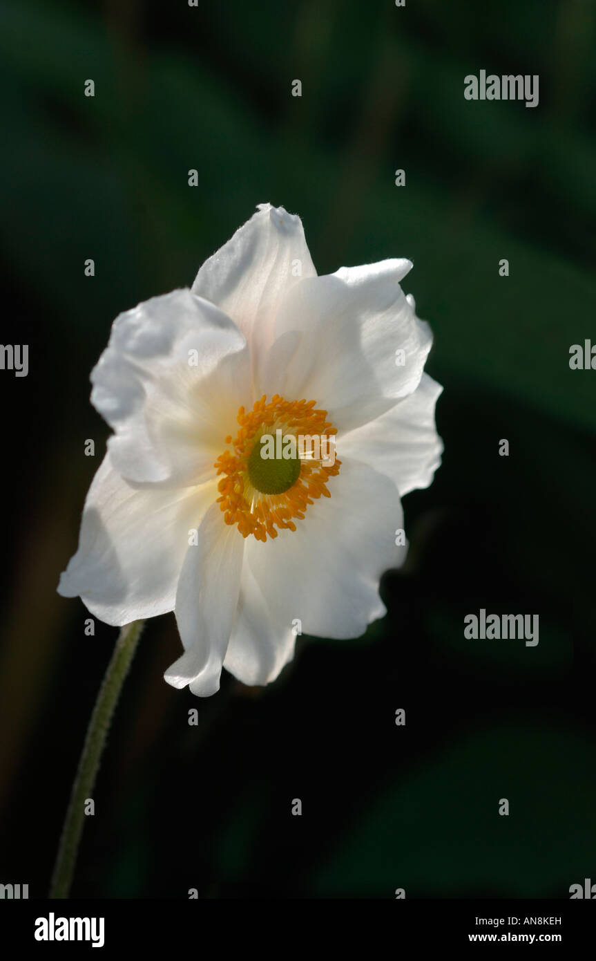 Un Japonais blanc Fleur anémone. Banque D'Images