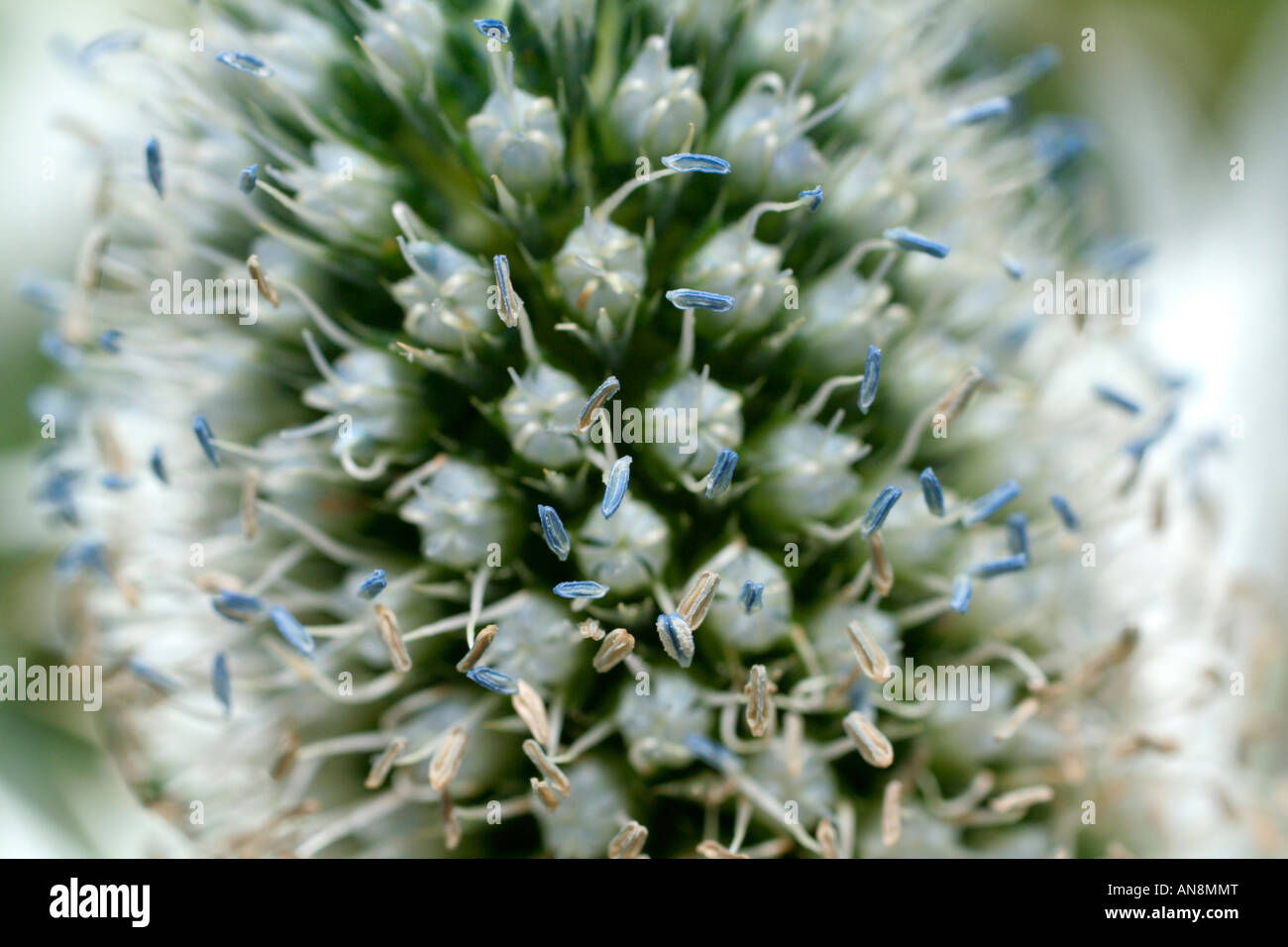 ERYNGIUM GIGANTEUM SILVER GHOST Banque D'Images