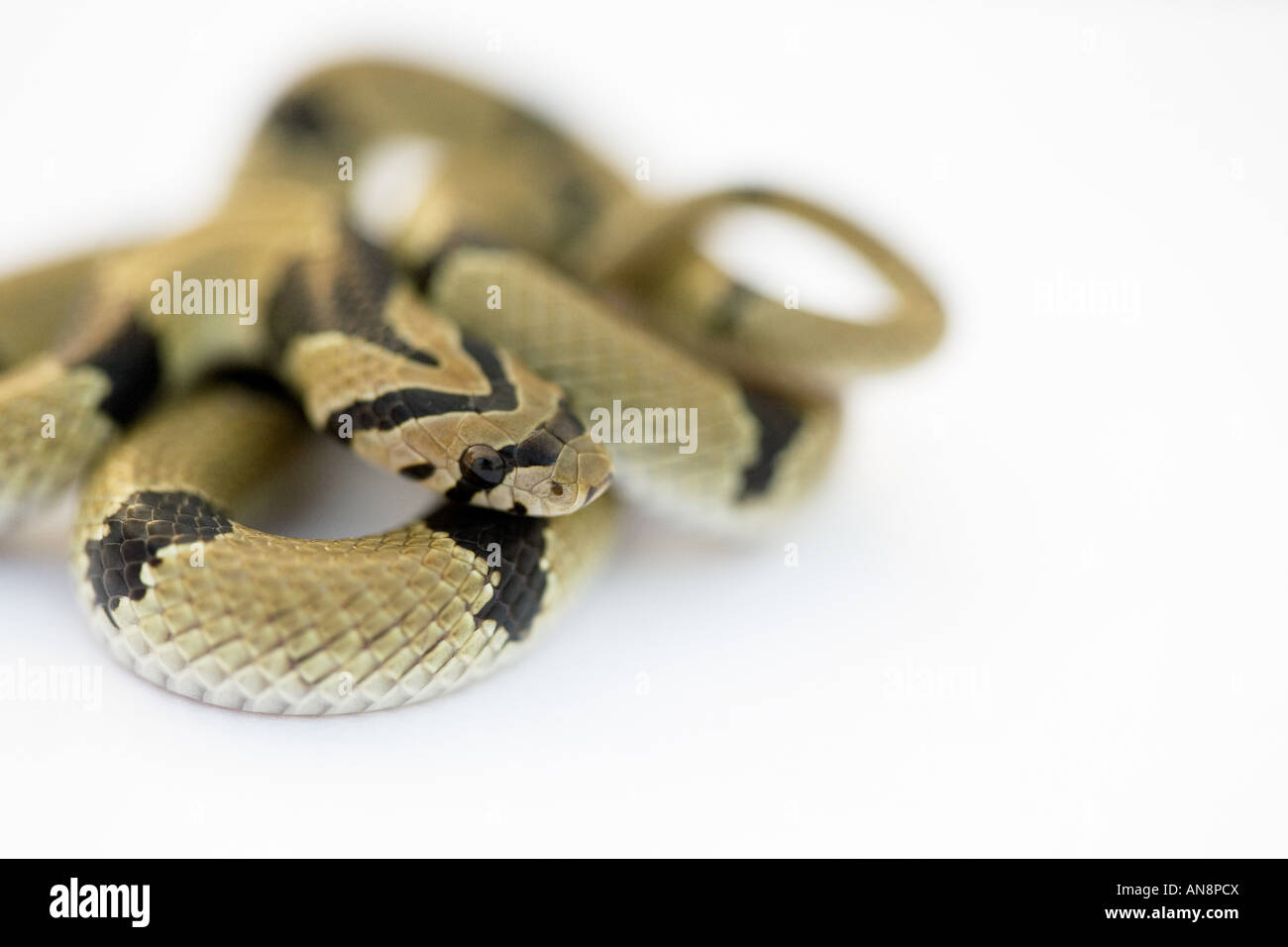 Les jeunes commune Serpent Kukri on White Banque D'Images