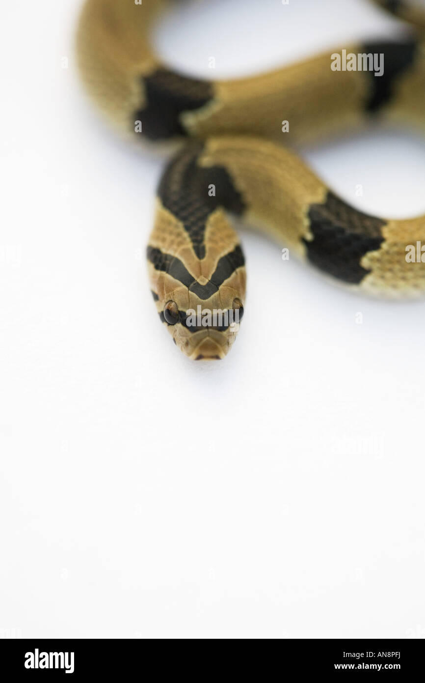 Les jeunes commune Serpent Kukri on White Banque D'Images