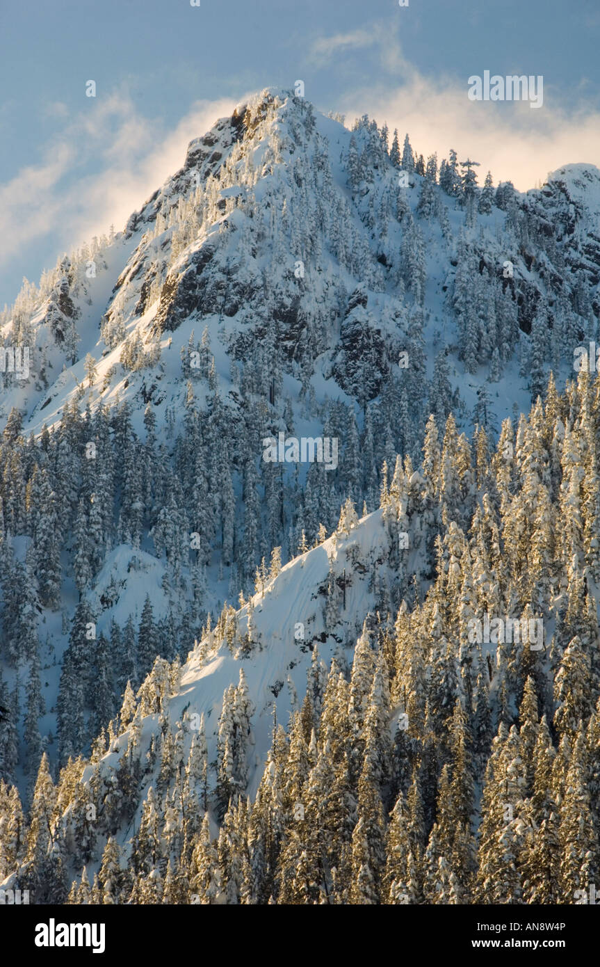 Arbres d'hiver avec de la neige fraîche, Snoqualmie Pass, l'État de Washington, DES CASCADES USA Banque D'Images