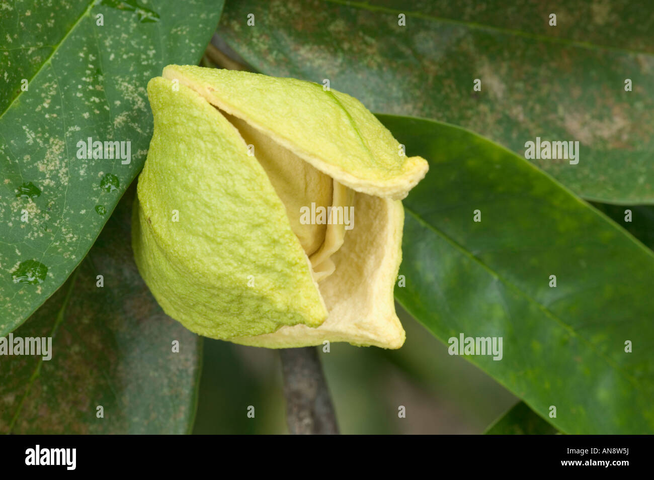 Blossom de Corossol fruit sur la branche. Banque D'Images