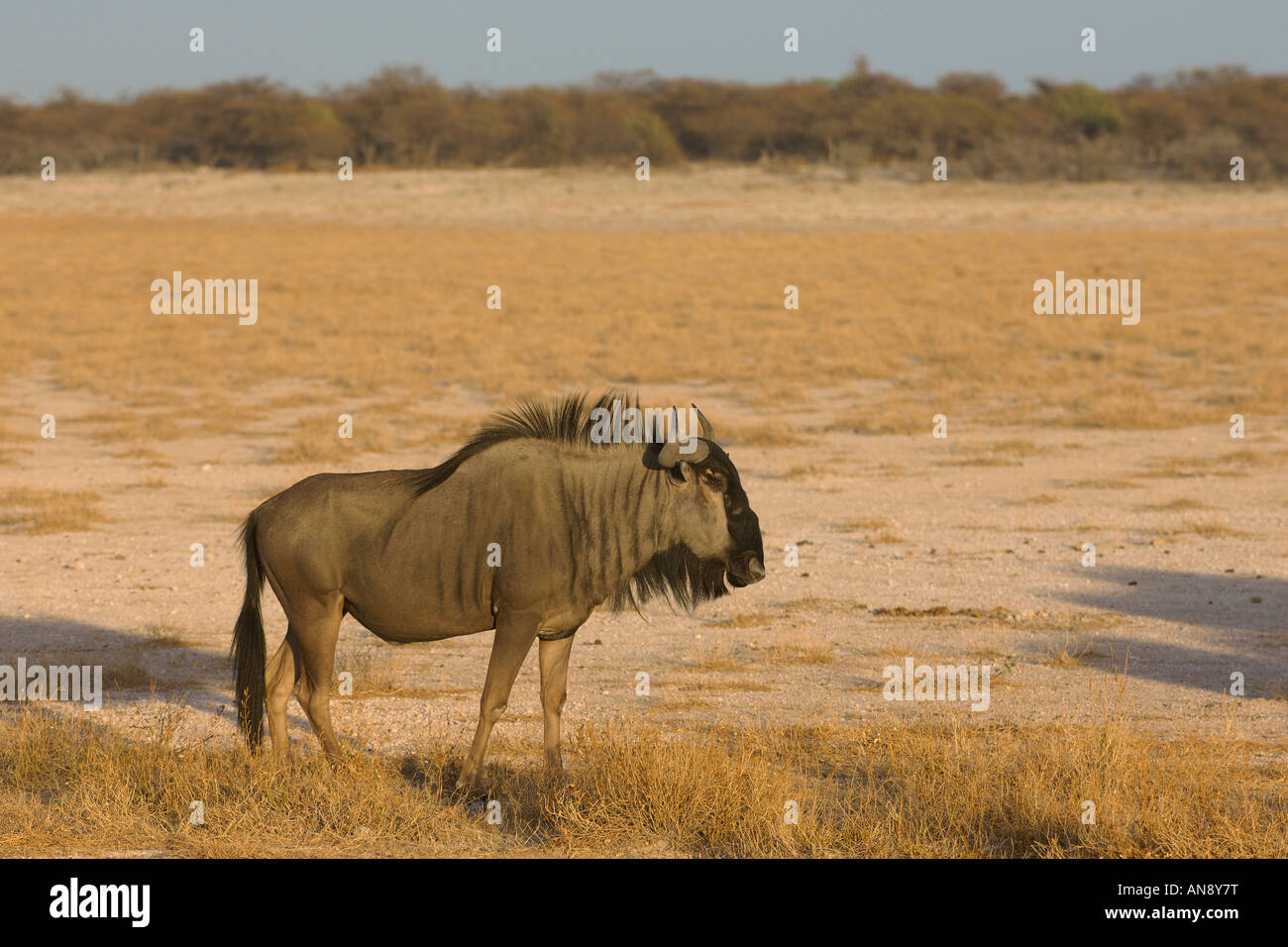 Le Gnou bleu Connochaetes taurinus des profils d'Etosha Namibie Novembre Banque D'Images