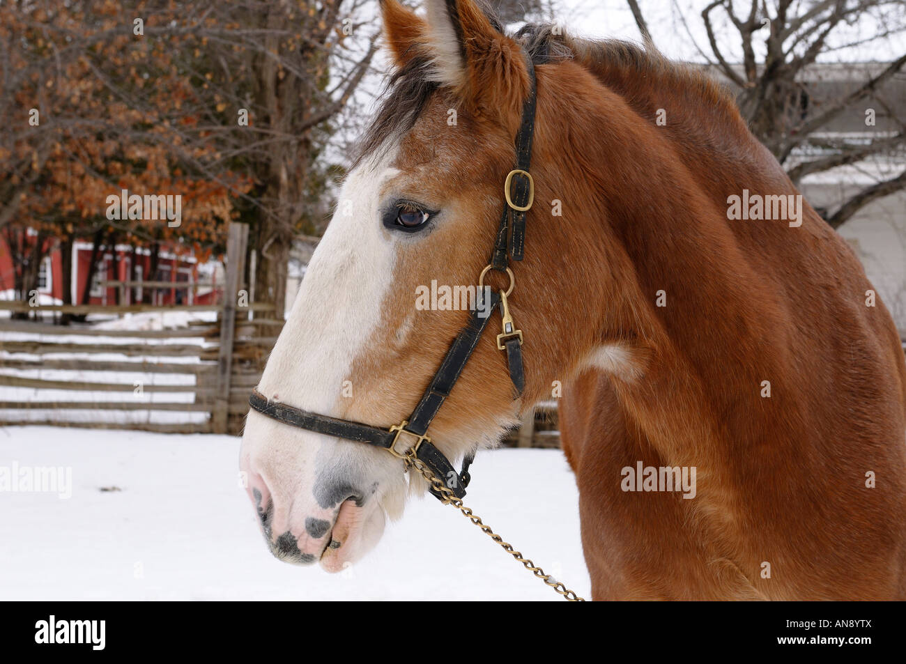 Gros plan d'une tête de cheval Clydesdale à Black Creek Pioneer Village Toronto Banque D'Images