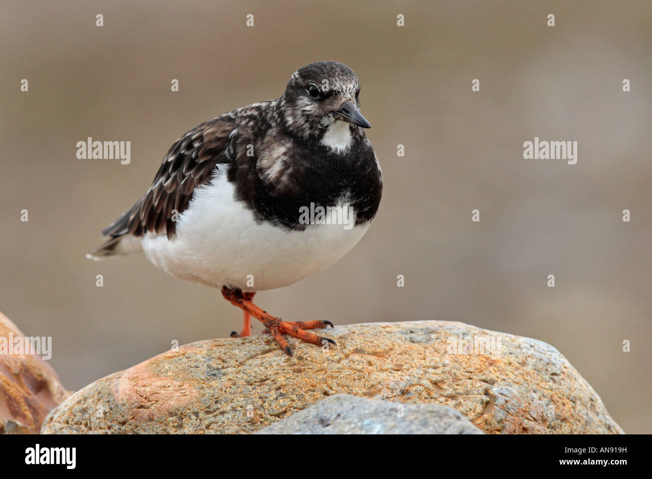 Turnstone Arenaria interpres sur pierres Salthouse Norfolk Banque D'Images