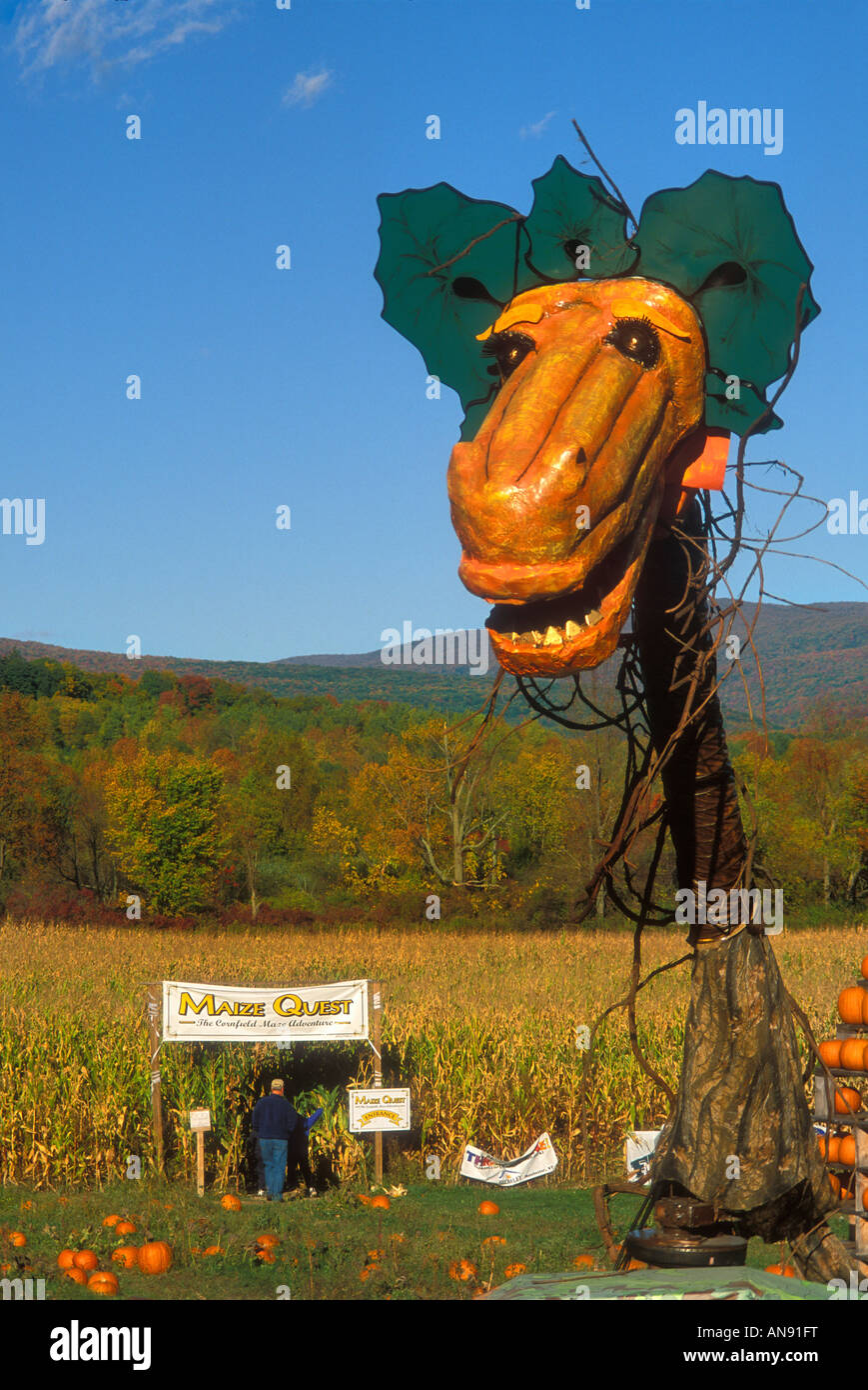 Labyrinthe de maïs potiron Dragon et à l'Apple Barn, Bennington, Vermont, Etats-Unis Banque D'Images