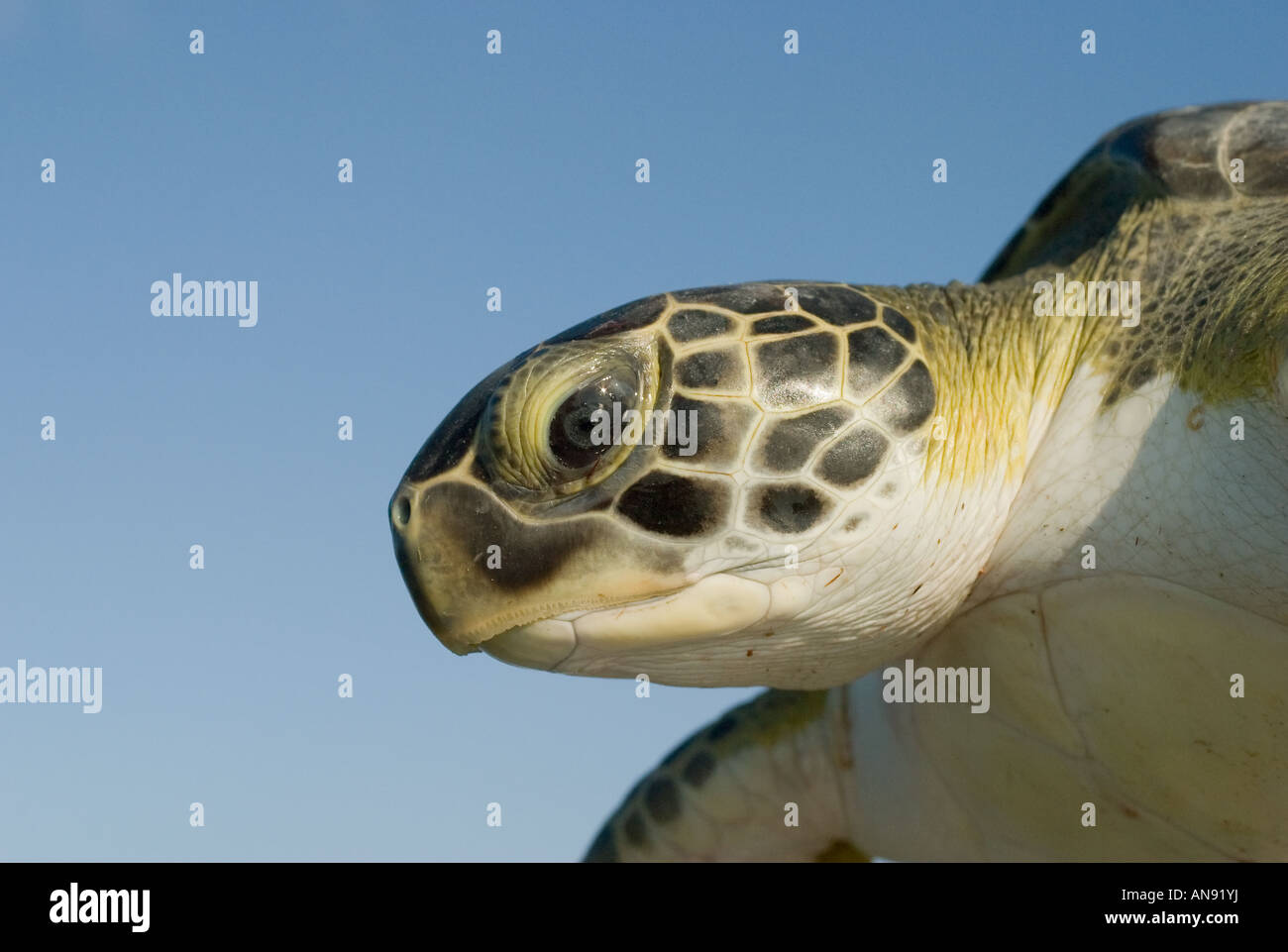 Tortue de mer verte head shot Banque D'Images