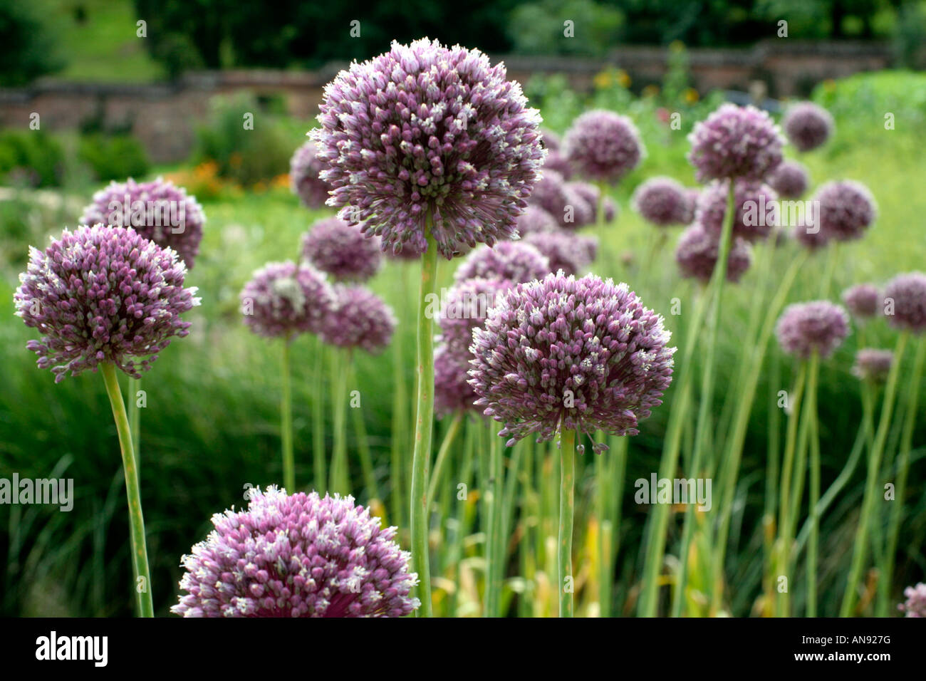 L'ail éléphant une saucisse végétarienne traditionnelle galloise FLEURIRONT SI L'ÉMERGENCE DE CHEFS NE SONT PAS PINCÉS OUT Banque D'Images