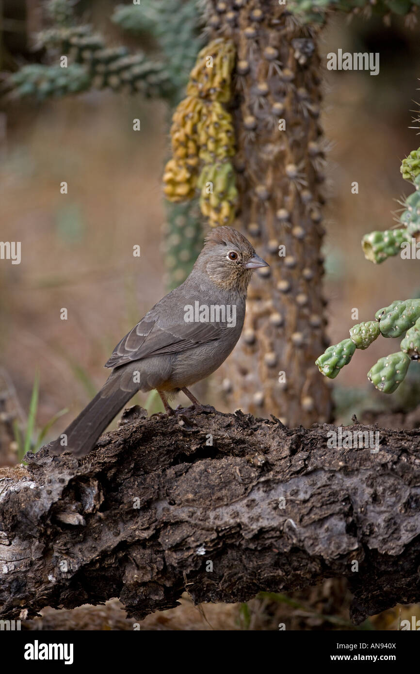 Tohi tacheté Pipilo fuscus (brun) Arizona Banque D'Images