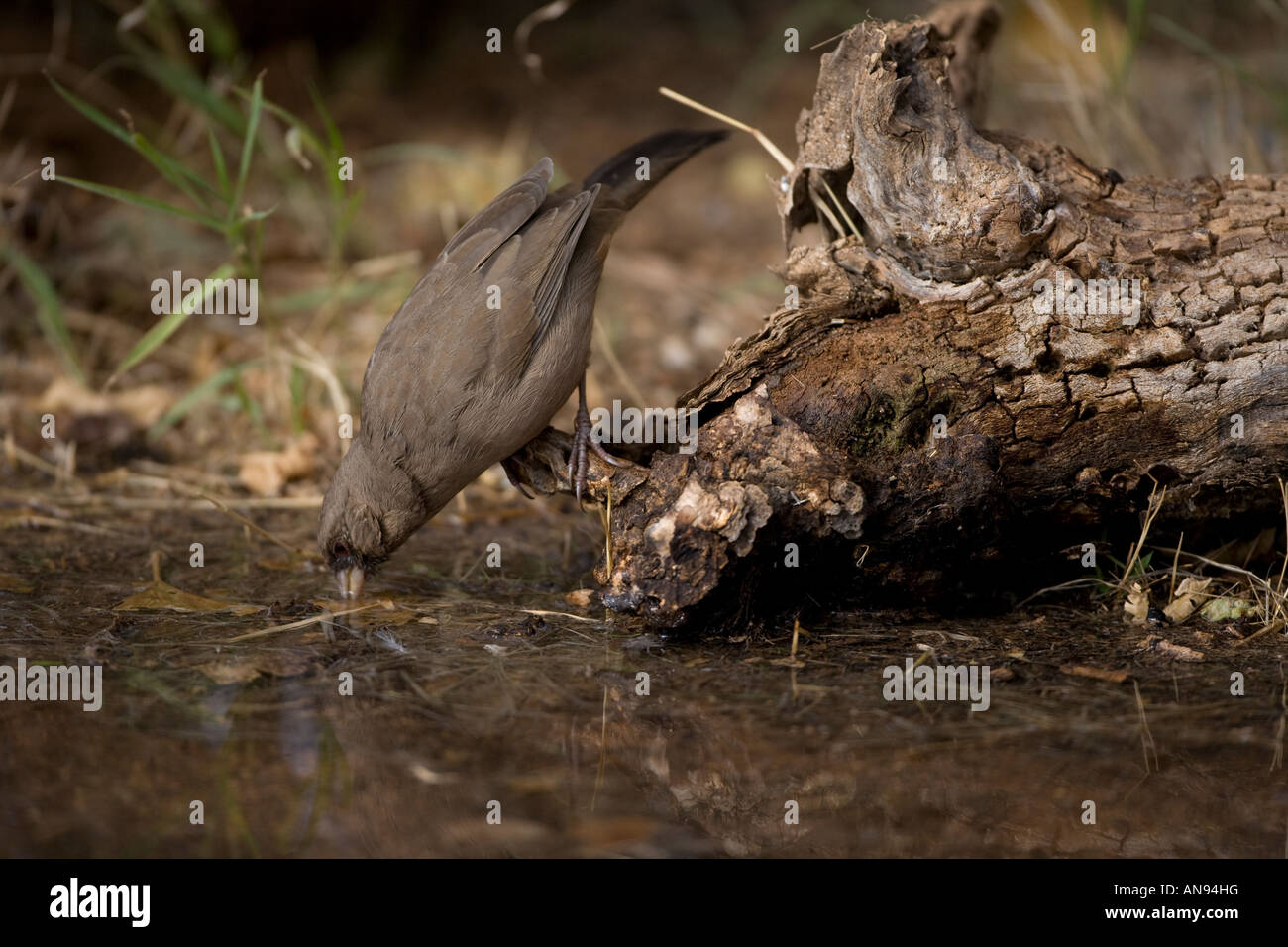 L'Abert Pipilo aberti Tohi () Arizona USA - Perché au log Banque D'Images