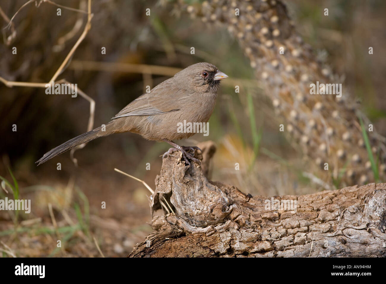 L'Abert Pipilo aberti Tohi () Arizona USA - Perché au log Banque D'Images